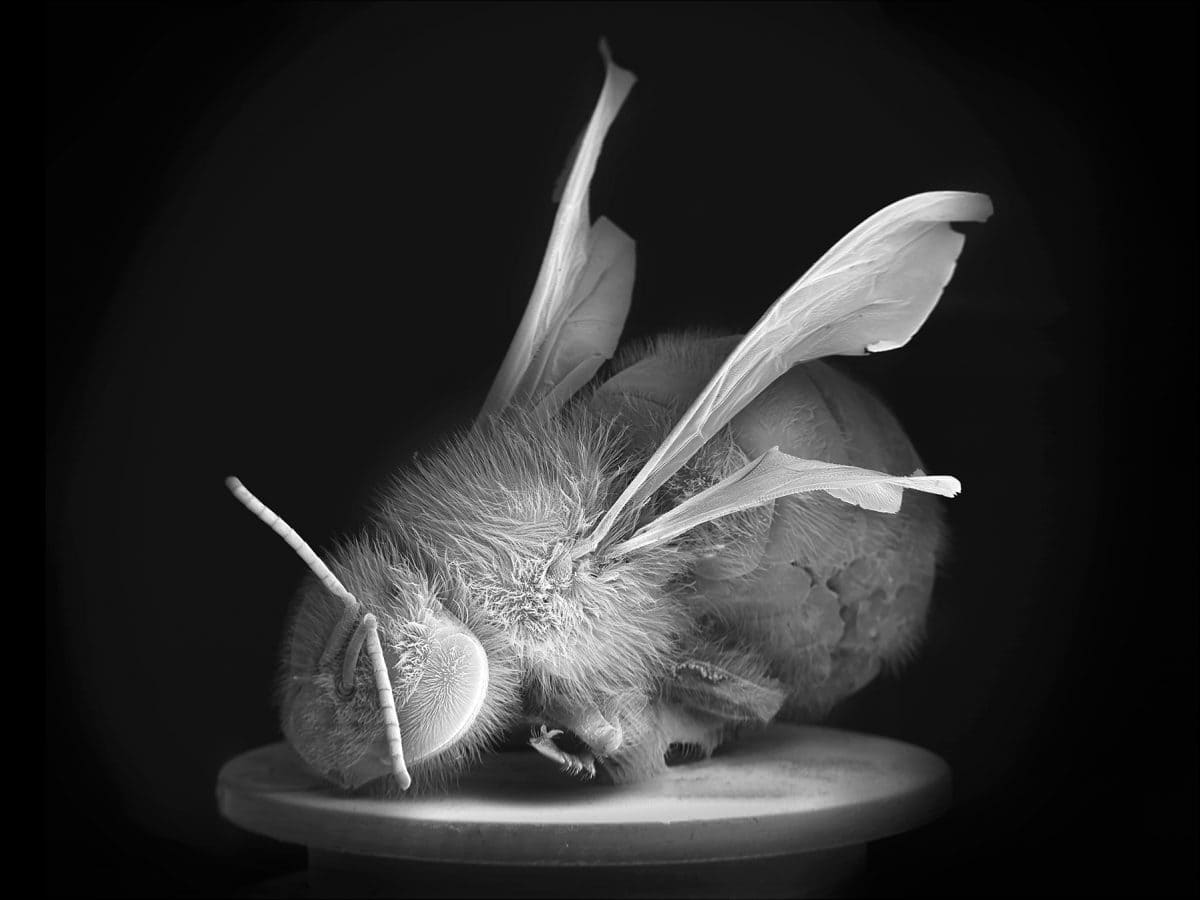 Lien vers la page de Dead Bee Portrait #1